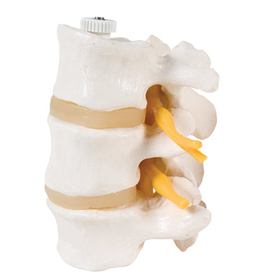 3B Scientific Anatomical Model - 3 Lumbar Vertebrae, flexibly mounted - Includes 3B Smart Anatomy — for Anatomical Models in Clinical and Institutional Care