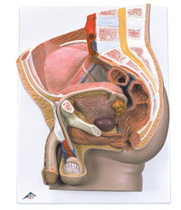 3B Scientific Anatomical Model - Male Pelvis, 2 part - Includes 3B Smart Anatomy — for Anatomical Models in Clinical and Institutional Care