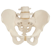 3B Scientific Anatomical Model - Male Pelvic Skeleton - Includes 3B Smart Anatomy — for Anatomical Models in Clinical and Institutional Care