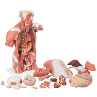 3B Scientific Anatomical Model - Life size Muscle Torso, 27 part - Includes 3B Smart Anatomy — for Anatomical Models in Clinical and Institutional Care