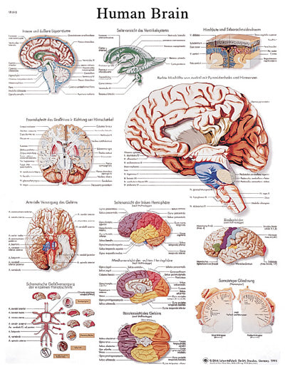 3B Scientific Anatomical Chart - human brain, laminated — for Anatomical Charts in Clinical and Institutional Care
