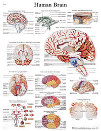 3B Scientific Anatomical Chart - human brain, laminated — for Anatomical Charts in Clinical and Institutional Care