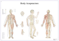 3B Scientific Anatomical Chart - acupuncture body, laminated — for Anatomical Charts in Clinical and Institutional Care