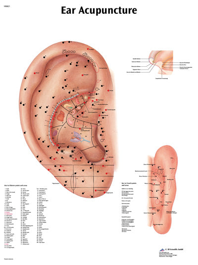 3B Scientific Anatomical Chart - acupuncture ear, laminated — for Anatomical Charts in Clinical and Institutional Care