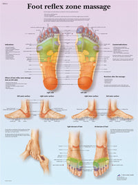3B Scientific Anatomical Chart - foot massage, reflex zone, laminated — for Massage Therapy and Muscle Recovery