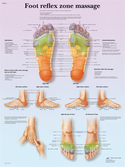 3B Scientific Anatomical Chart - foot massage, reflex zone, laminated — for Massage Therapy and Muscle Recovery