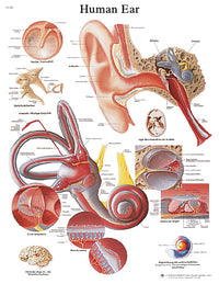 3B Scientific Anatomical Chart - ear, paper — for Anatomical Charts in Clinical and Institutional Care