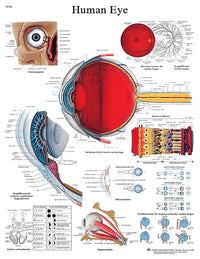 3B Scientific Anatomical Chart - eye, paper — for Anatomical Charts in Clinical and Institutional Care
