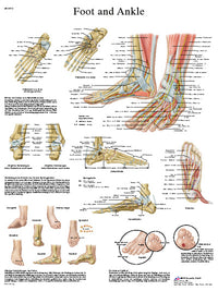 3B Scientific Anatomical Chart - foot & ankle, paper — for Anatomical Charts in Clinical and Institutional Care