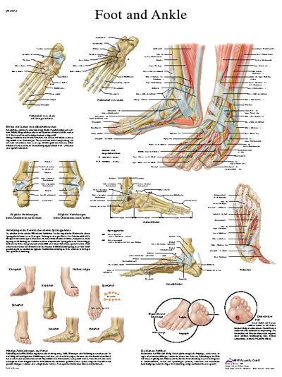 3B Scientific Anatomical Chart - foot & ankle, laminated — for Anatomical Charts in Clinical and Institutional Care