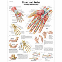 3B Scientific Anatomical Chart - hand & wrist, laminated — for Anatomical Charts in Clinical and Institutional Care