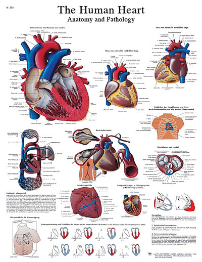 3B Scientific Anatomical Chart - heart, paper — for Anatomical Charts in Clinical and Institutional Care