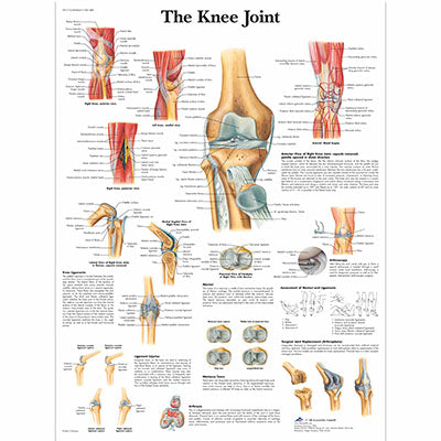 3B Scientific Anatomical Chart - knee joint, paper — for Anatomical Charts in Clinical and Institutional Care