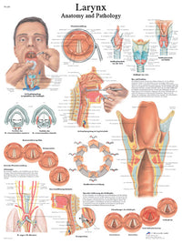 3B Scientific Anatomical Chart - larynx, paper — for Anatomical Charts in Clinical and Institutional Care