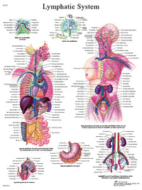 3B Scientific Anatomical Chart - lymphatic system, laminated — for Anatomical Charts in Clinical and Institutional Care