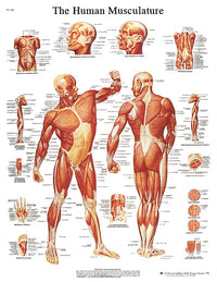 3B Scientific Anatomical Chart - musculature, laminated — for Anatomical Charts in Clinical and Institutional Care