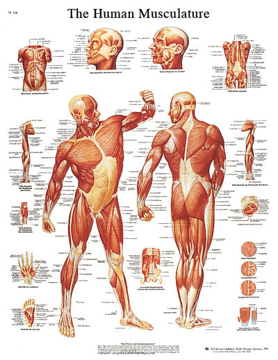 3B Scientific Anatomical Chart - musculature, sticky back — for Anatomical Charts in Clinical and Institutional Care