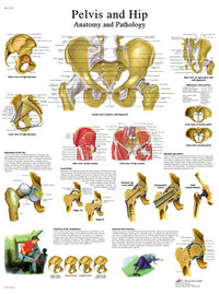 3B Scientific Anatomical Chart - hip & pelvis, paper — for Anatomical Charts in Clinical and Institutional Care