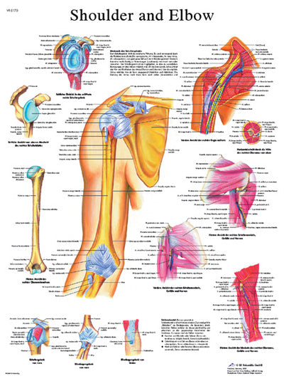 3B Scientific Anatomical Chart - shoulder & elbow, laminated — for Anatomical Charts in Clinical and Institutional Care
