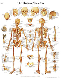 3B Scientific Anatomical Chart - human skeleton, laminated — for Anatomical Charts in Clinical and Institutional Care