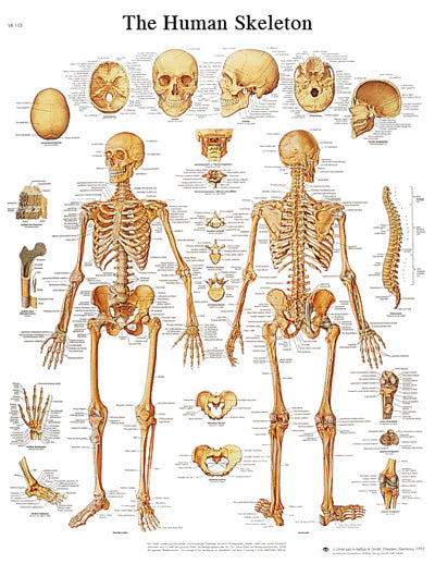 3B Scientific Anatomical Chart - human skeleton, sticky back — for Anatomical Charts in Clinical and Institutional Care