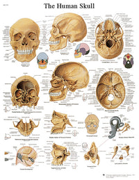 3B Scientific Anatomical Chart - human skull, laminated — for Anatomical Charts in Clinical and Institutional Care
