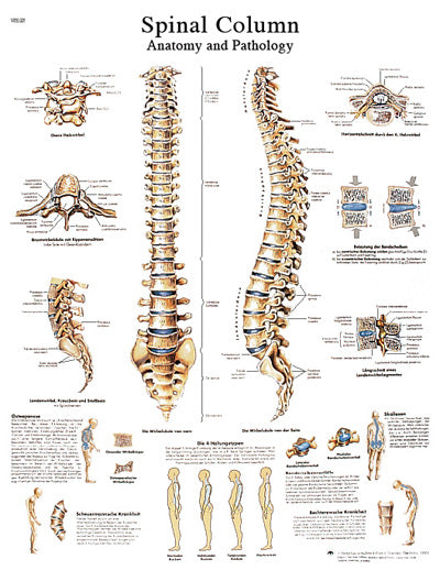 3B Scientific Anatomical Chart - spinal column, laminated — for Anatomical Charts in Clinical and Institutional Care