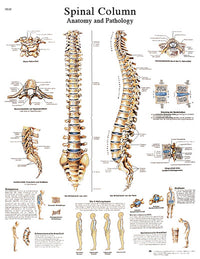3B Scientific Anatomical Chart - spinal column, paper — for Anatomical Charts in Clinical and Institutional Care