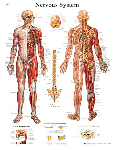 3B Scientific Anatomical Chart - nervous system chart, paper — for Anatomical Charts in Clinical and Institutional Care