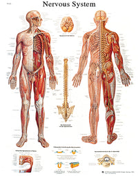 3B Scientific Anatomical Chart - nervous system chart, sticky back — for Anatomical Charts in Clinical and Institutional Care