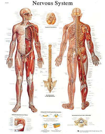 3B Scientific Anatomical Chart - nervous system chart, sticky back — for Anatomical Charts in Clinical and Institutional Care