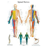 3B Scientific Anatomical Chart - spinal nerves, sticky back — for Anatomical Charts in Clinical and Institutional Care
