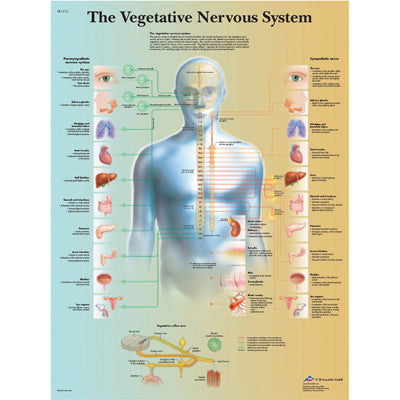 3B Scientific Anatomical Chart - vegetative nervous system, laminated — for Anatomical Charts in Clinical and Institutional Care