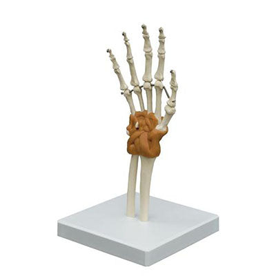 3B Scientific Anatomical Model - Flexible Hand Joint - Includes 3B Smart Anatomy — for Anatomical Models in Clinical and Institutional Care