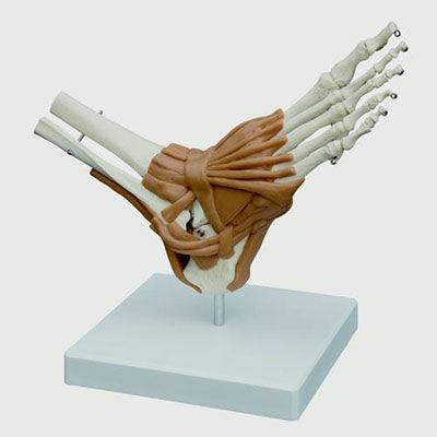 3B Scientific Anatomical Model - Foot Joint - Includes 3B Smart Anatomy — for Anatomical Models in Clinical and Institutional Care