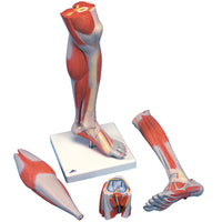 3B Scientific Anatomical Model - Lower Muscle Leg with detachable Knee, 3 part, Life Size - Includes 3B Smart Anatomy — for Anatomical Models in Clinical and Institutional Care
