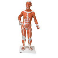 3B Scientific Anatomical Model - 1/3 Life-Size Muscle Figure, 2-part - Includes 3B Smart Anatomy — for Anatomical Models in Clinical and Institutional Care
