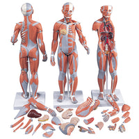 3B Scientific Anatomical Model - 1/2 Life-Size Complete Dual Sex Muscle Model, 33-part - Includes 3B Smart Anatomy — for Anatomical Models in Clinical and Institutional Care