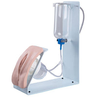 3B Scientific Catheterization simulator BASIC. Female. — for Medical Simulators in Clinical and Institutional Care