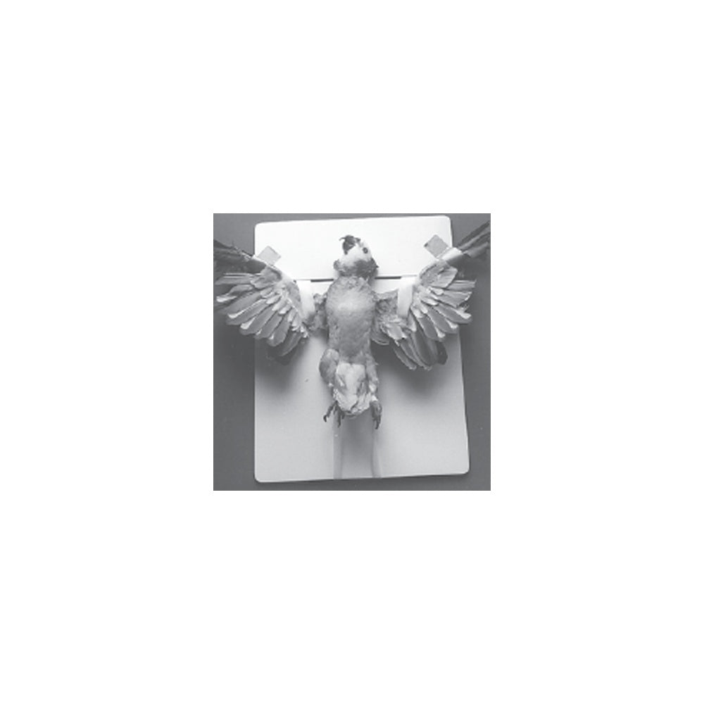 Jorgensen Labs Auspex Avian Positioner for Radiographic Imaging