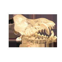Jorgensen Labs Clear Dental Model Set for Veterinary Anatomy and Education