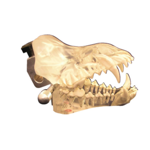 Jorgensen Labs Canine Clear Dental Model – Visual Pet Dental Health and Caregiver Education Tool