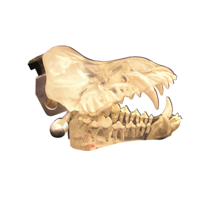 Jorgensen Labs Set of Clear Canine and Feline Dental Models – Comprehensive Visual Pet Care Education