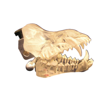 Jorgensen Labs Set of Clear Canine and Feline Dental Models – Comprehensive Visual Pet Care Education