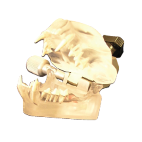 Jorgensen Labs J0770F Feline Clear Dental Model