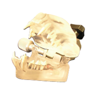 Jorgensen Labs Feline Clear Dental Model