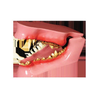 Jorgensen Labs Pathology Dental Set - Comprehensive Veterinary Diagnostic and Educational Models