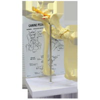 Jorgensen Labs Canine Hip/Lower Vertebrae Anatomical Model