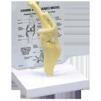 Jorgensen Labs Canine Stifle Model - Anatomical Veterinary Training Tool