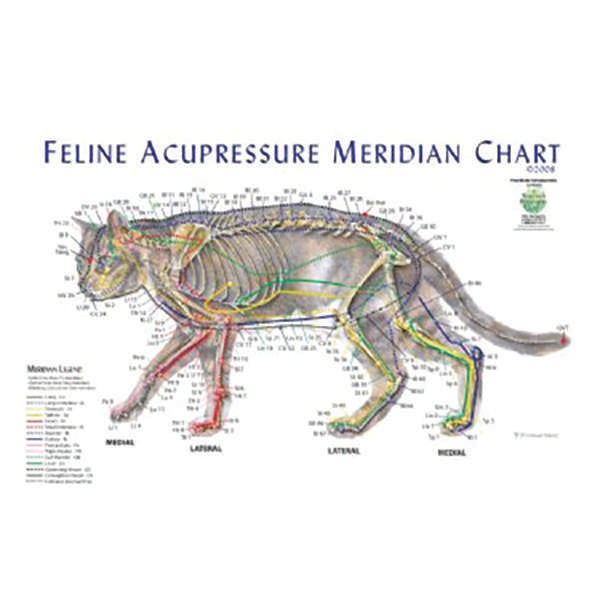 Jorgensen Labs J1125F Acupressure Meridian Chart, Feline Meridian